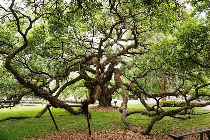 oak tree at Destrehan Plantation in Louisiana