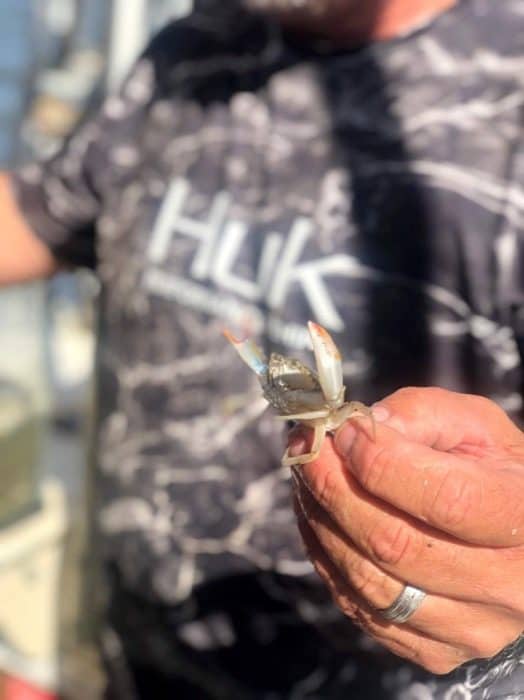 tiny crab at Biloxi Shrimping Trip