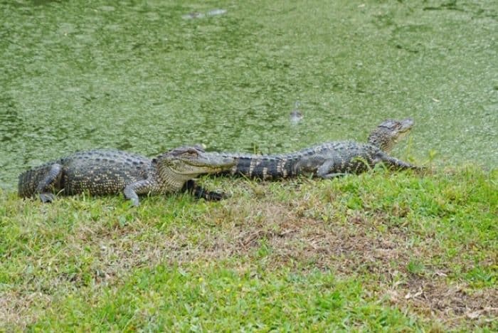 two alligators Cajun Pride Swamp Tours