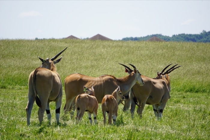 view animals during an Open-Air Safari at The Wilds