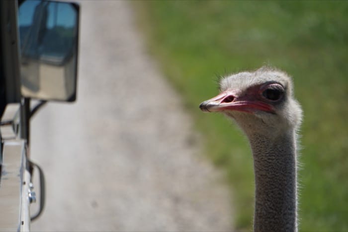 view an ostrich during an Open-Air Safari at The Wilds