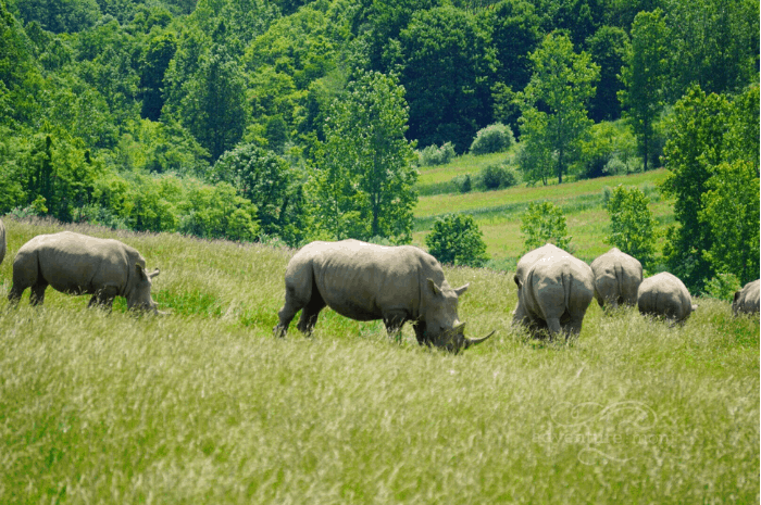 rhinos at The Wilds
