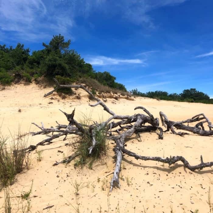 sand dune in OBX