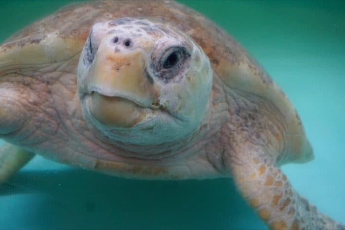 sea turtle at NC Aquarium on Roanoke Island