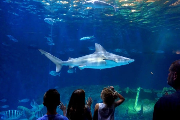 shark at NC Aquarium on Roanoke Island
