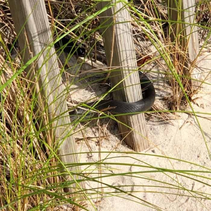 snake at Pea Island National Wildlife Refuge