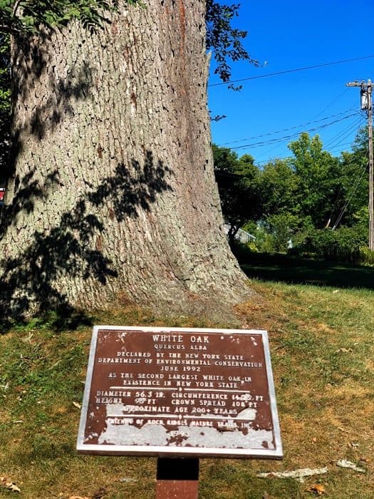 second largest white oak in New York State