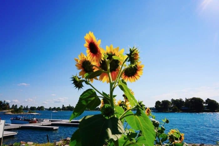 sunflowers at Rock Island Lighthouse
