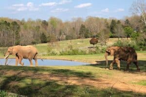 How to Make the Most of Your Visit to the North Carolina Zoo