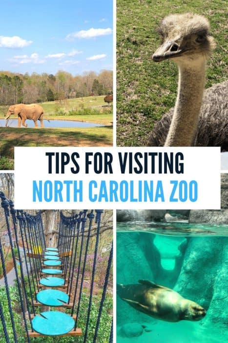 Tips for Visiting North Carolina Zoo 