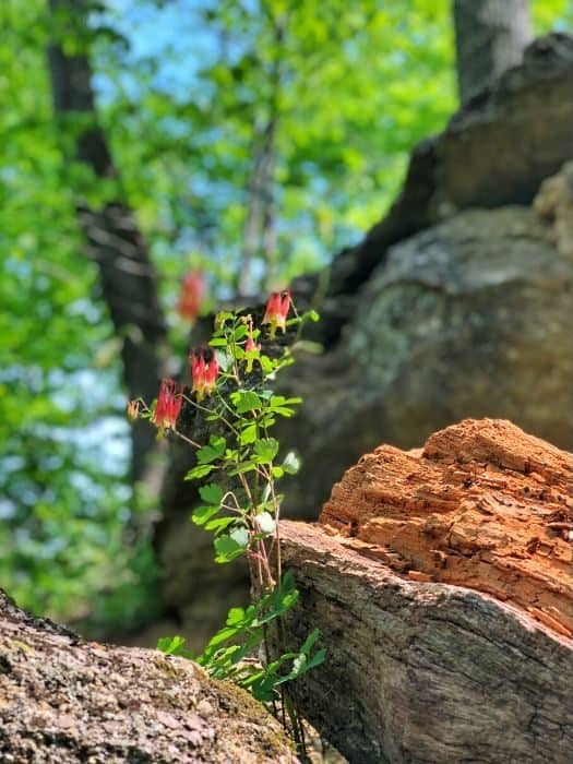 wild columbine flowers at Boone Cliffs State Nature Preserve e1585142185509