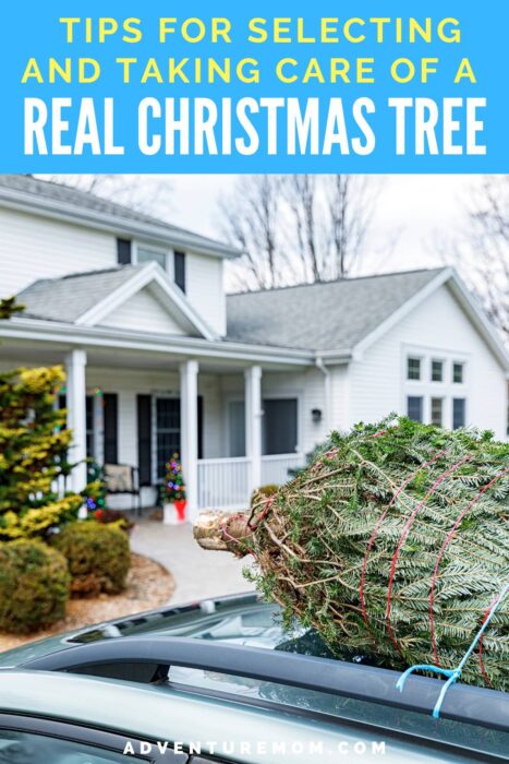 Tips for Selecting and Taking Care of a Real Christmas Tree