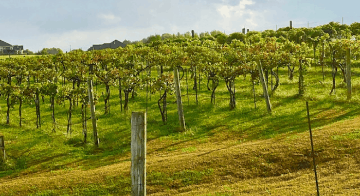 vineyards at Rowe Ridge winery in Kansas City Kansas