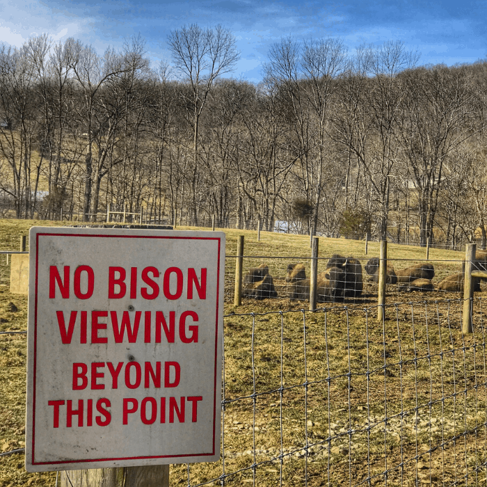 Bison viewing at Big Bone Lick State Park in Kentucky