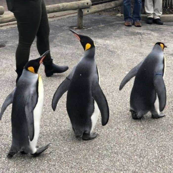 African penguin - Cincinnati Zoo & Botanical Garden