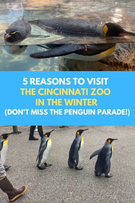 5 Reasons to Visit the Cincinnati Zoo in the Winter (Don't Miss the Penguin Parade!)