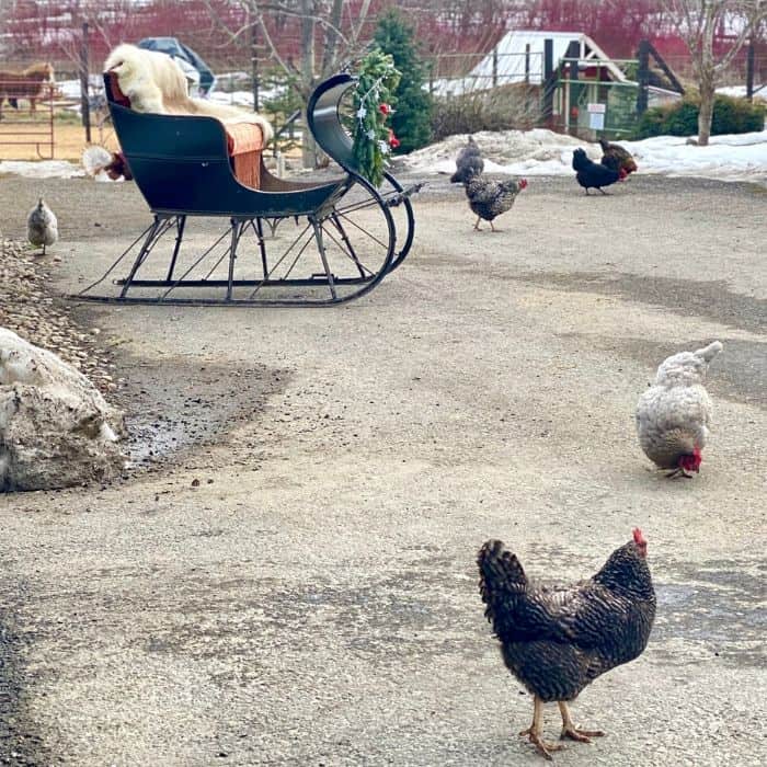 feed the chickens at Leavenworth Reindeer Farm