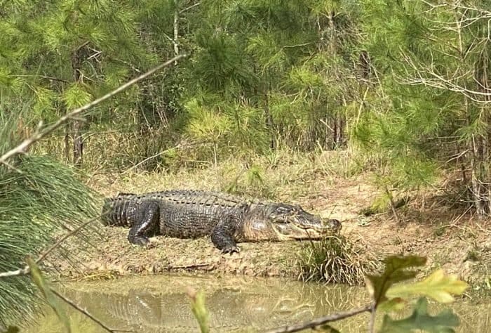 alligator at Gator Country Wildlife Adventure Park