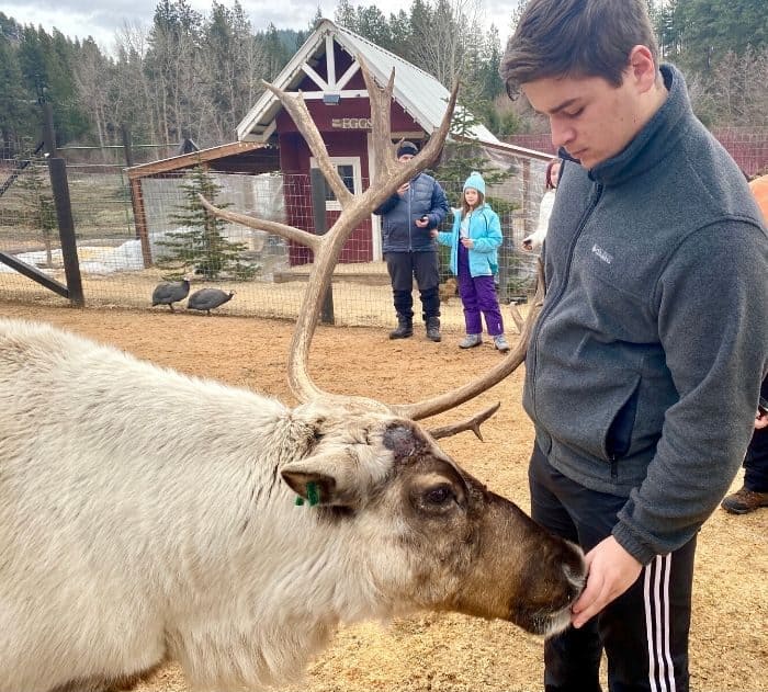 teenager feeding a reindeer at Leavenworth Reindeer Farm