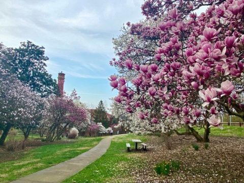 The Best Places to See Spring Flowers in Cincinnati