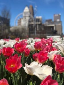 The Best Places to See Spring Flowers in Cincinnati