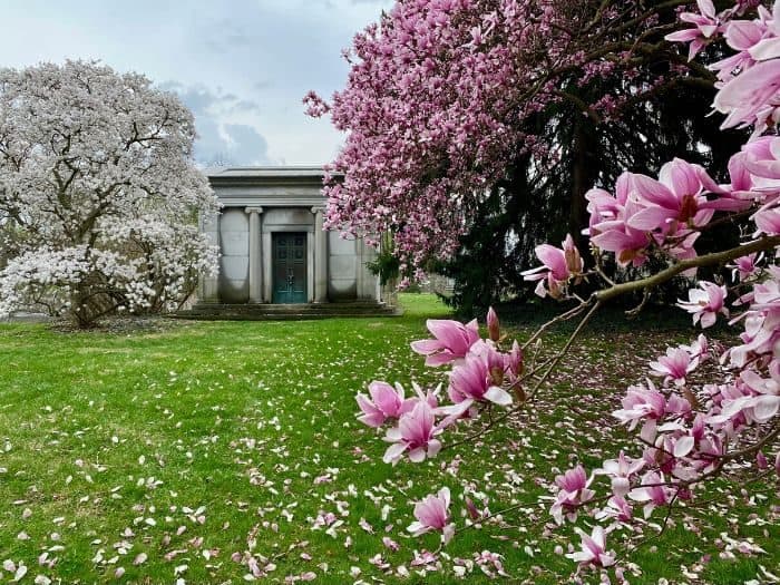 spring flowers at Spring Grove Cemetery