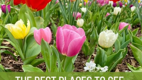 The Best Places to See Spring Flowers in Cincinnati 1