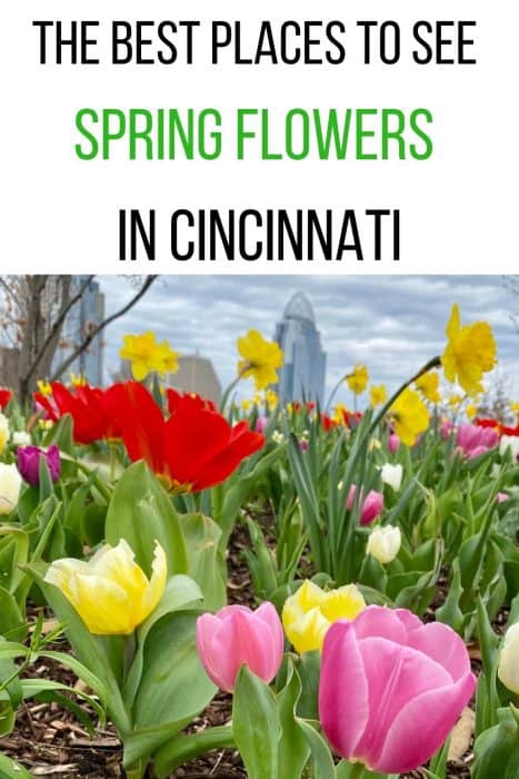 The Best Places to See Spring Flowers in Cincinnati 2