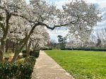 The Best Places to See Spring Flowers in Cincinnati