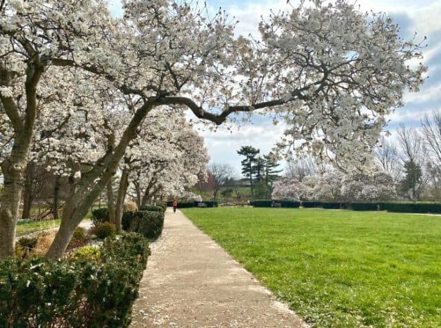 The Best Places to See Spring Flowers in Cincinnati