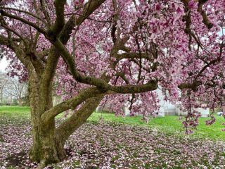 The Best Places to See Spring Flowers in Cincinnati