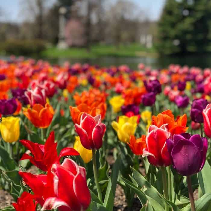 tulips at Spring Grove cemetery in Cincinnati 
