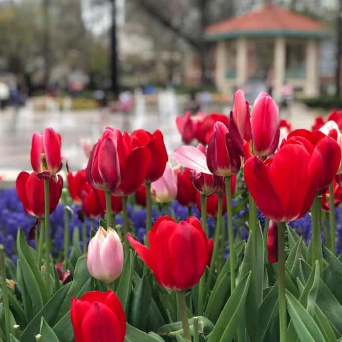 tulips at Washington Park in Cincinnati