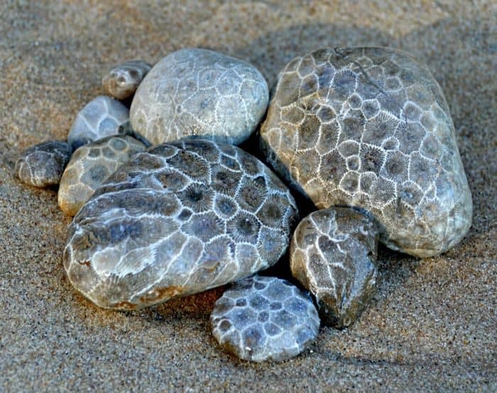 Search for Petoskey Stones