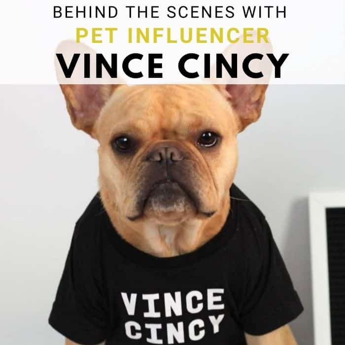 Behind the Scenes With French Bulldog Pet Influencer Vince Cincy