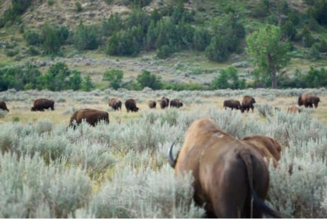 Unforgettable Outdoor Adventures in North Dakota