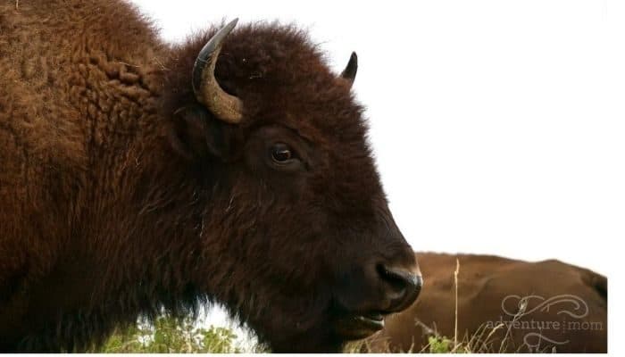 bison at Theodore Roosevelt National Park in North Dakota