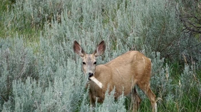 deer at Theodore Roosevelt National Park South Unit in North Dakota