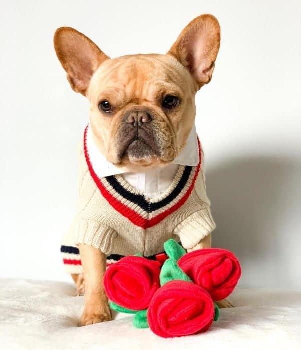 french bulldog Vince Cincy wearing a sweater vest