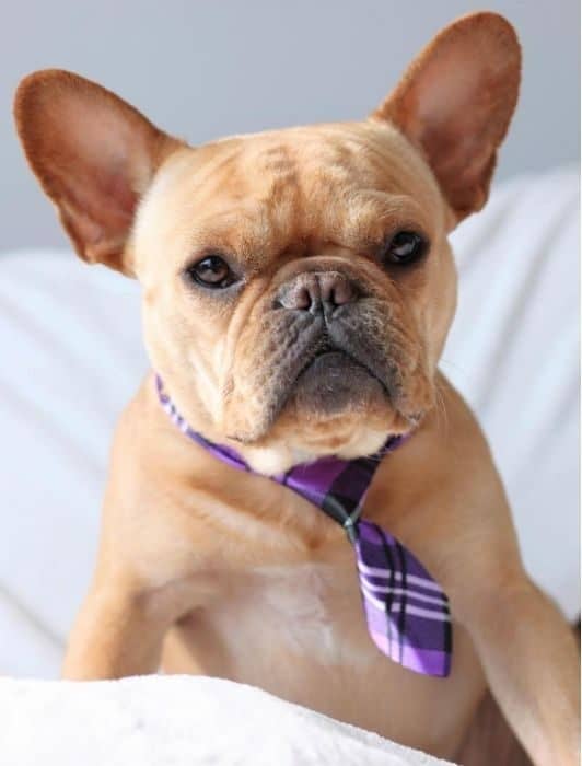 french bulldog Vince Cincy wearing a tie
