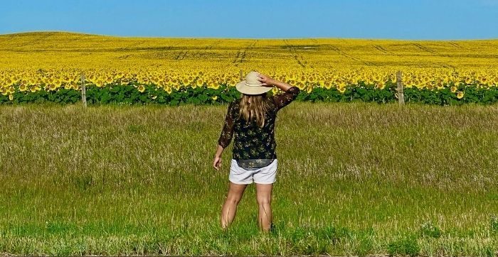 sunflower field in North Dakota