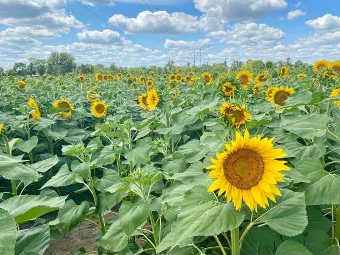 sunflowers in North Dakota