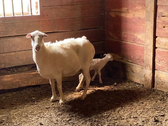 baby lamb and his mom at Hidden Lake Farm