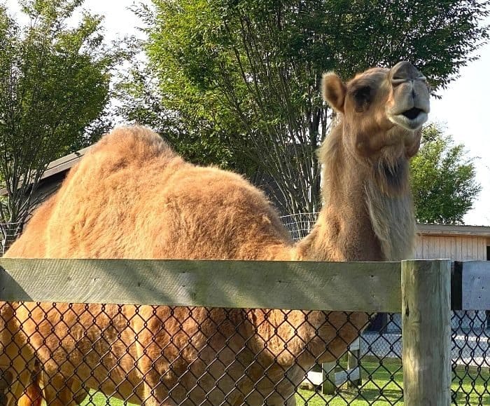 camel at Ararat Ridge Zoo e1601039911700