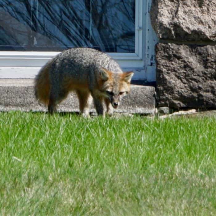 fox in the grass in Maine