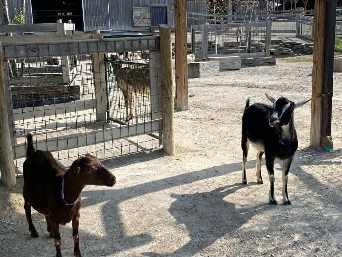 goats at petting zoo at the Ark Encounter