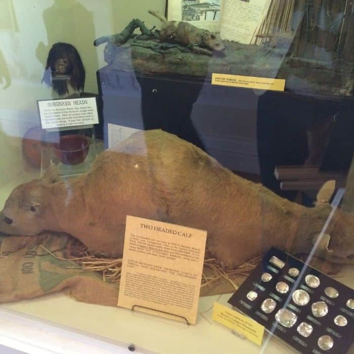 two headed calf at Behringer-Crawford Museum