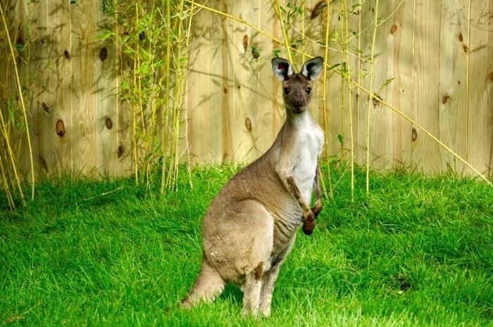 kangaroo at Roo Valley at the Cincinnati Zoo