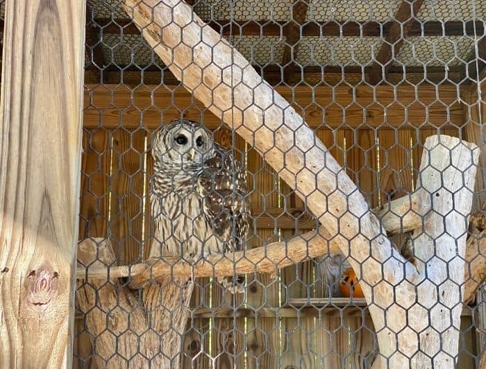 rescued owl at Owl's Hill Nature Sanctuary