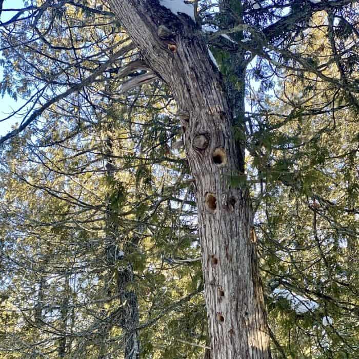 woodpecker holes in a tree at The Ridges Sanctuary holes in a tree at The Ridges Sanctuary